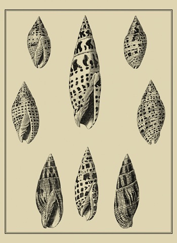 Shells on Khaki IV