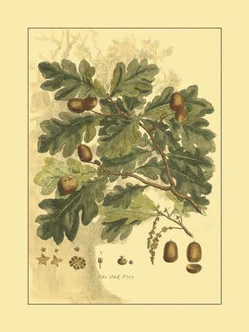 Small Antique Oak Tree (U)