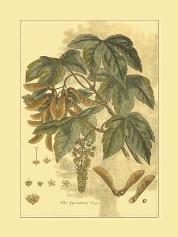 Small Antique Sycamore Tree (U)