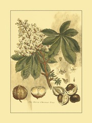 Small Horse Chestnut Tree (U)
