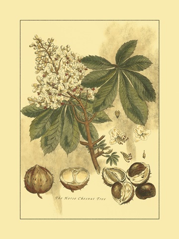 Small Horse Chestnut Tree (U)