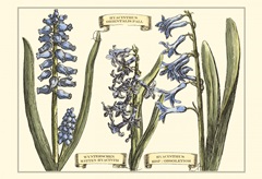 Small Hyacinth in Bloom (P)