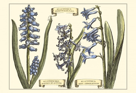 Small Hyacinth in Bloom (P)