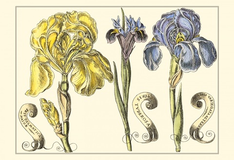 Small Iris in Bloom I (P)