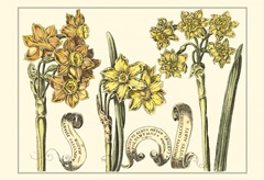 Small Narcissus in Bloom I (P)