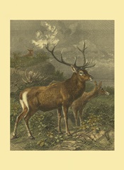 Small Red Deer
