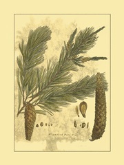 Small Weymouth Pine Tree (U)