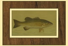 Small-Mouthed Black Bass