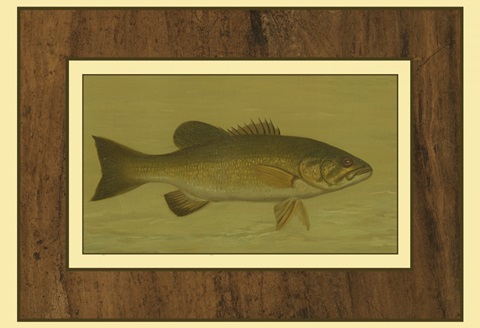 Small-Mouthed Black Bass