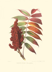 Smooth Sumac