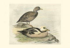 Stellers Eider