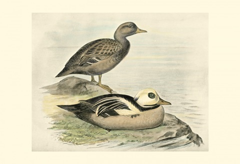 Stellers Eider