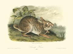 Swamp Hare
