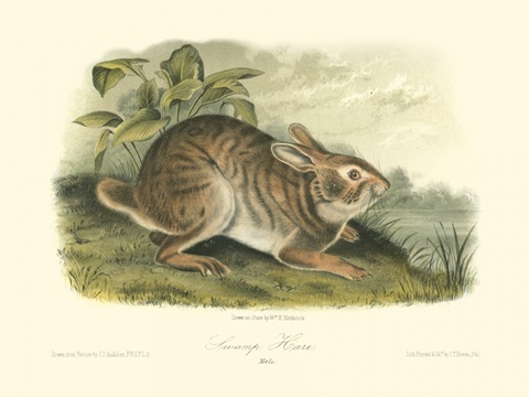 Swamp Hare