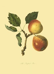 The Longland Pear