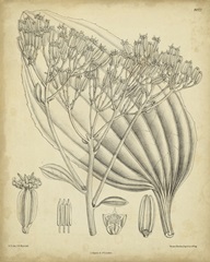 Vintage Curtis Botanical VI