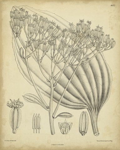 Vintage Curtis Botanical VI