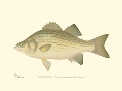 White Bass