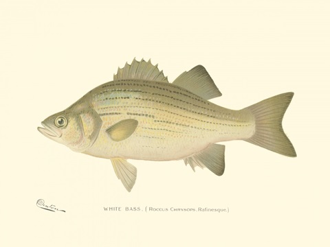 White Bass
