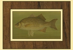 White or Silver Bass