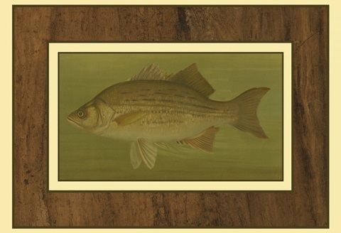 White or Silver Bass