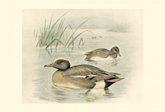 Wigeon