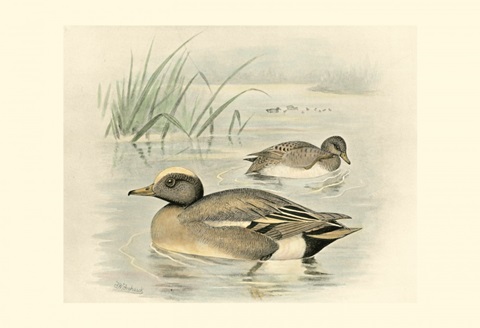 Wigeon
