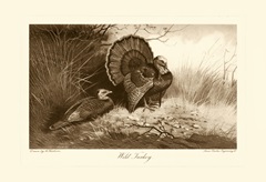Wild Turkey