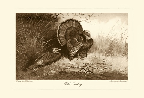 Wild Turkey
