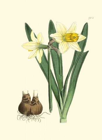 Yellow Narcissus II