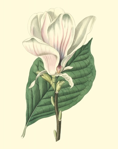 Yulan Magnolia