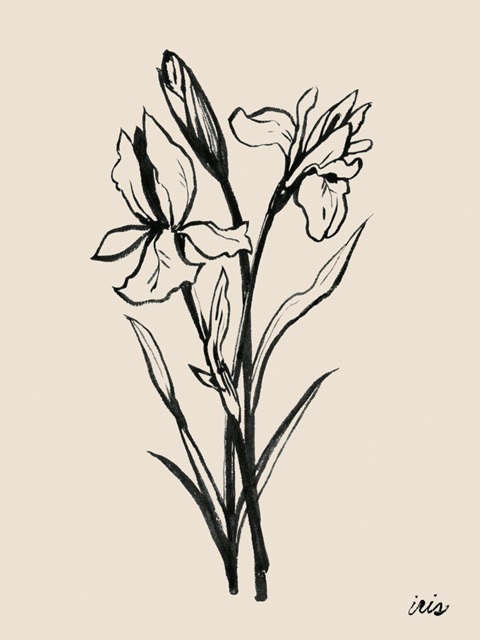 Iris Sketch I