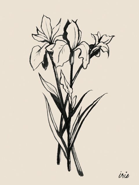 Iris Sketch II