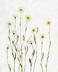 White Antique Daisies I