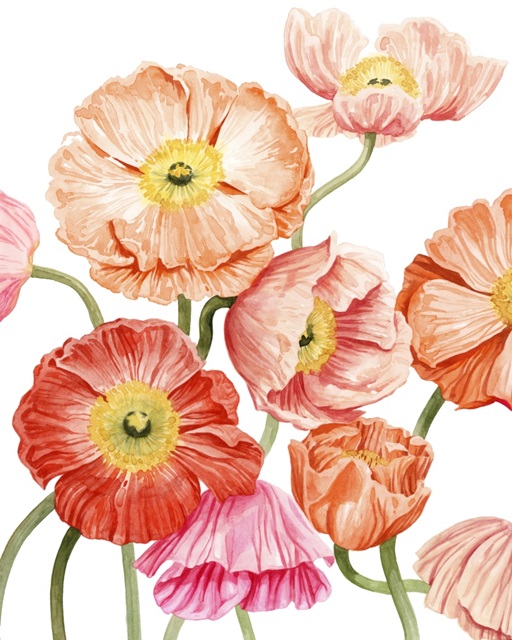 Bright Poppies I