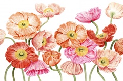 Bright Poppies III