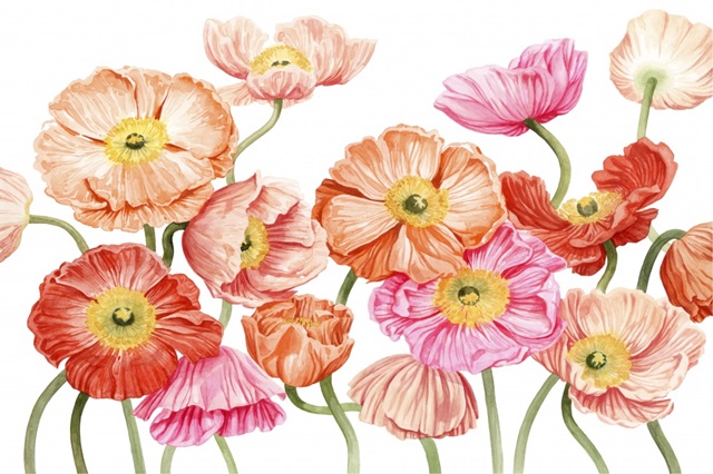 Bright Poppies III