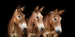 Collection of Horses IV