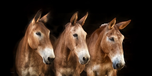 Collection of Horses IV