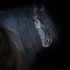 Collection of Horses VI