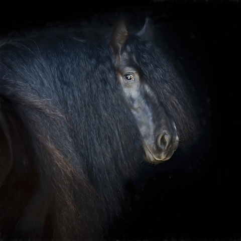 Collection of Horses VI