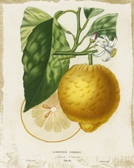 French Lemon I
