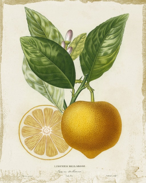 French Lemon III