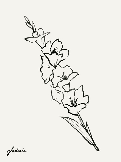 Gladiola Sketch I