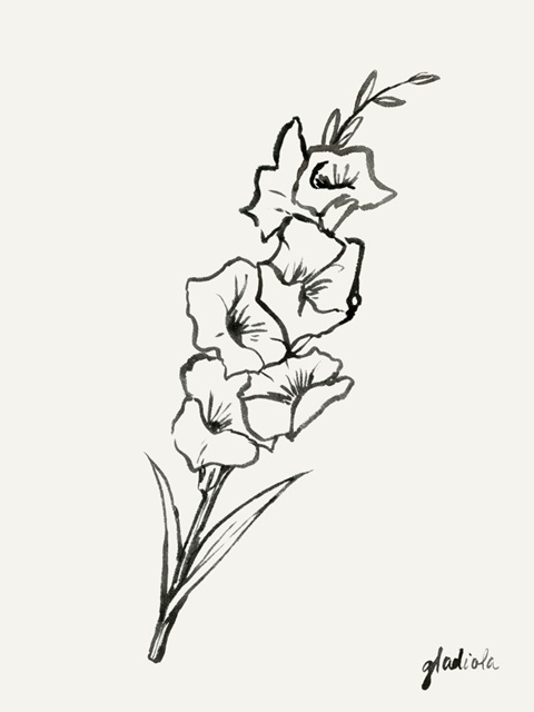 Gladiola Sketch II