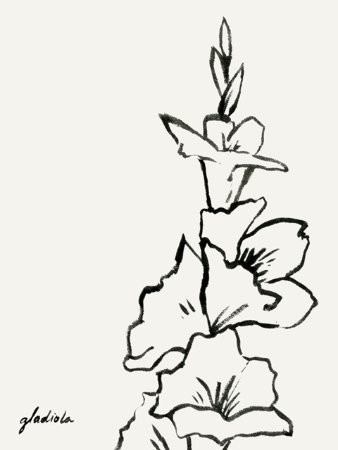 Gladiola Sketch IV