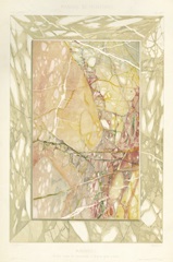 Marble Varieties VIII