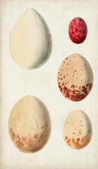 Antique Bird Eggs III
