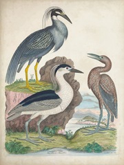 Antique Heron & Waterbirds I