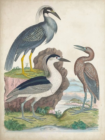 Antique Heron & Waterbirds I